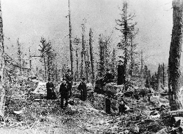 sacerdoti nella foresta di Paneveggio